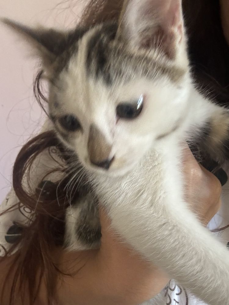Домашние котята в добрые руки