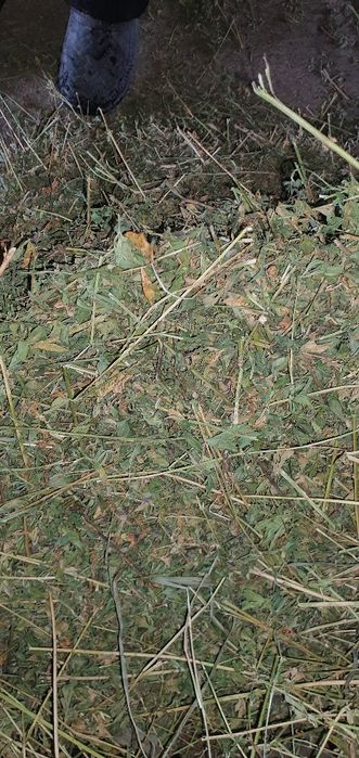 Baloti de lucerna , lucerna baloti, balotii , baloti de luterna ,
