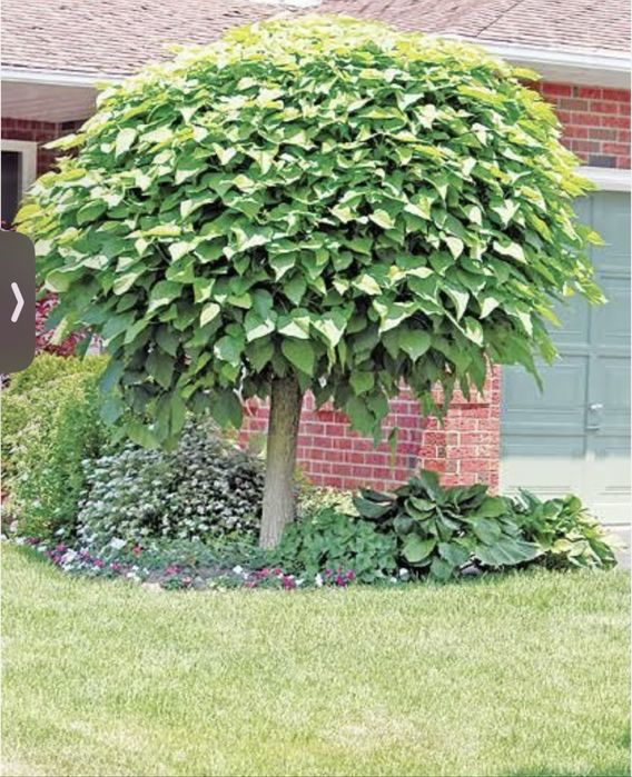 Vindem Catlpa , diferite plante ornamentale  Livrare gratuita