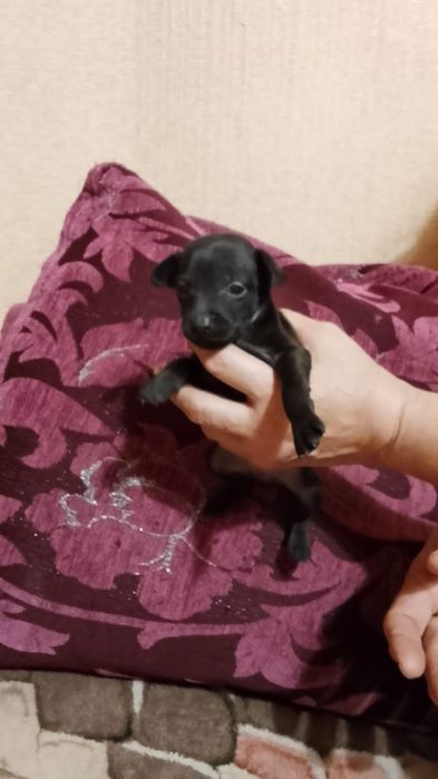 Продам щенков цвергпинчера