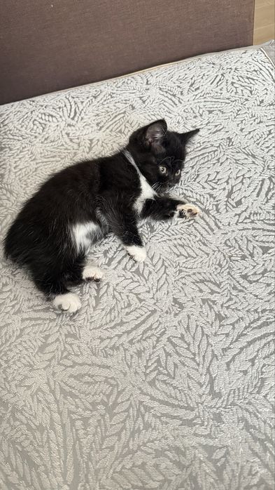 Котенок Бесплатнт