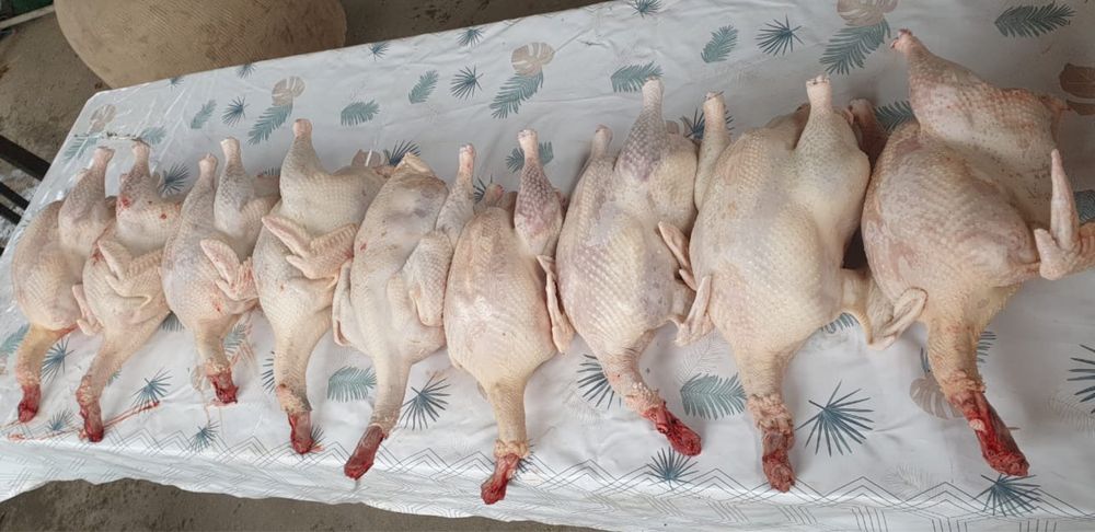 Мясо домашнего бройлера