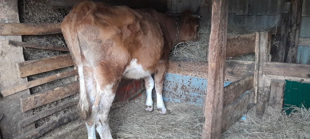 Продам корову, возраст  шестой год