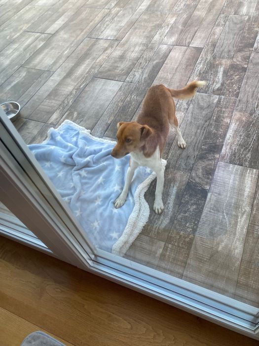 Ofer spre adopție cățel de talie mică vârsta de 2ani