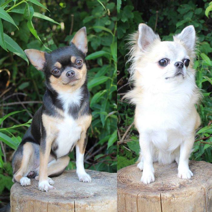 Помет породистых Чихуахуа