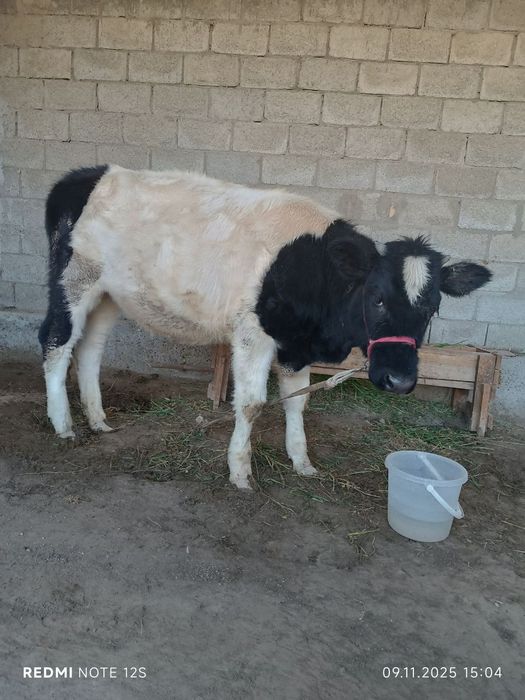 Гуножин гунажин..