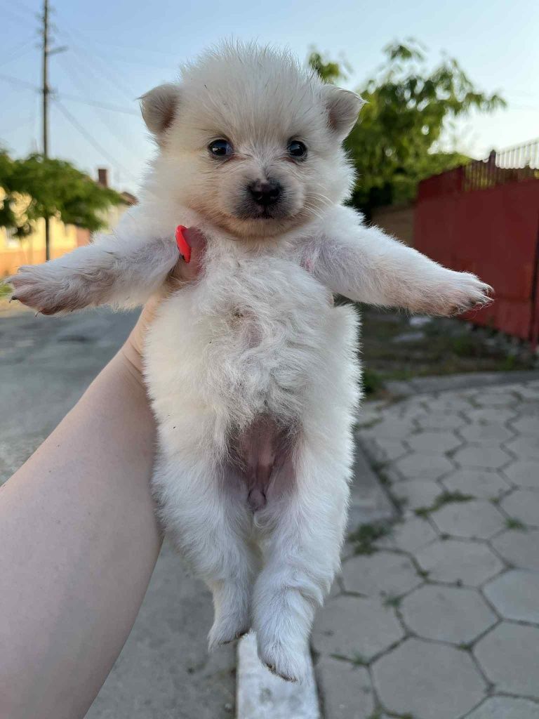 Немски мини шпиц Померан