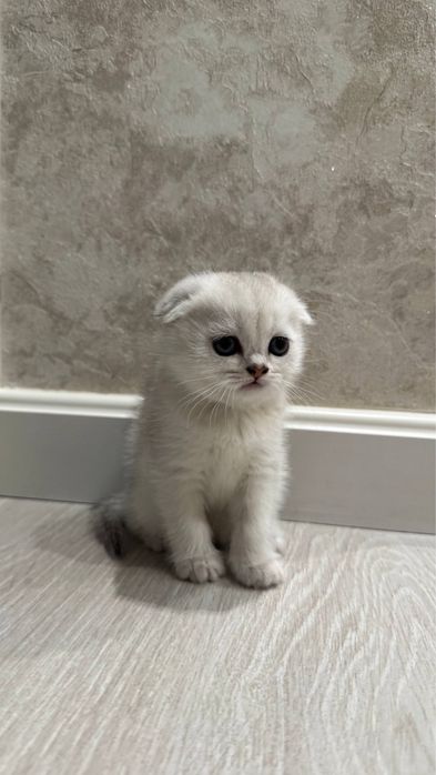 Продаются чистокровные котята британской серебристой шиншиллы.