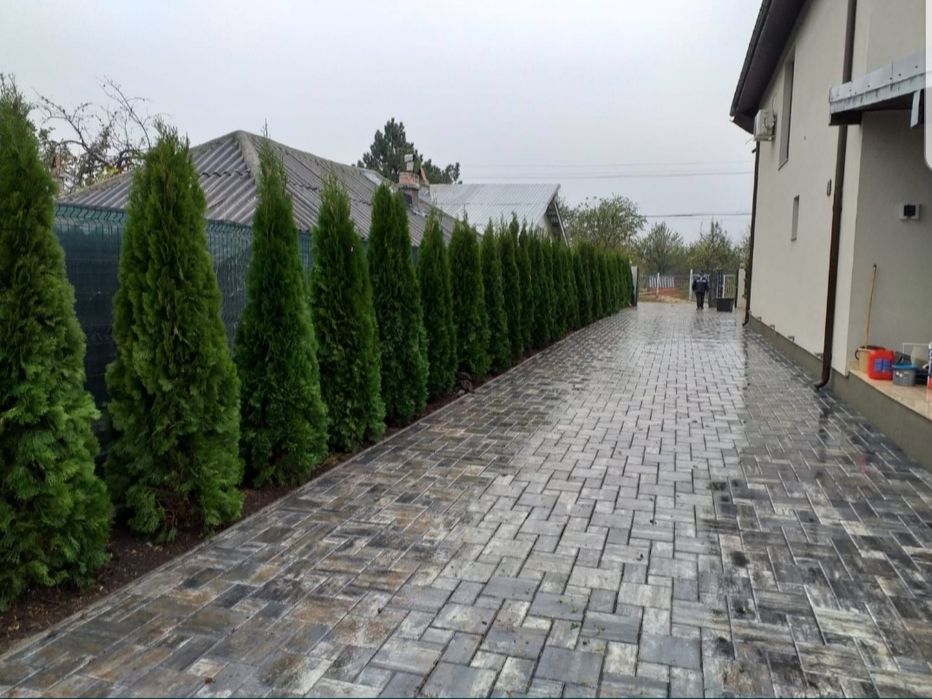 Tuia smaragd și leylandii la înălțimea de 2.5-4m