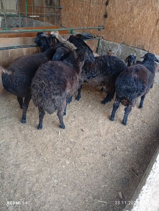 Кучкорлар сотилади тезда семиз сифатли йош хурон чиройли!