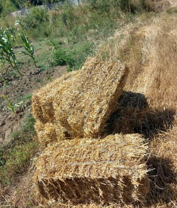 Baloti de paie, 12 lei