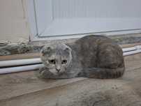 Mushuk sotiladi ! Scottish Fold