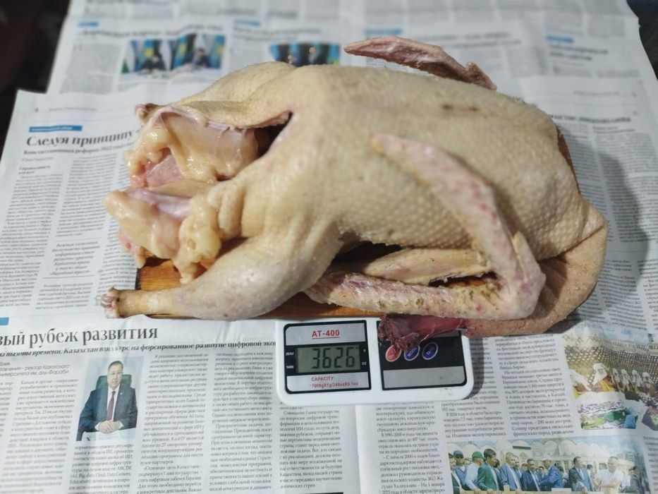 Гуси домашние свежие