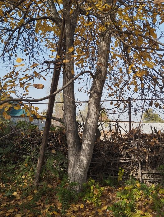 Yongʻoq mebelchilar uchun