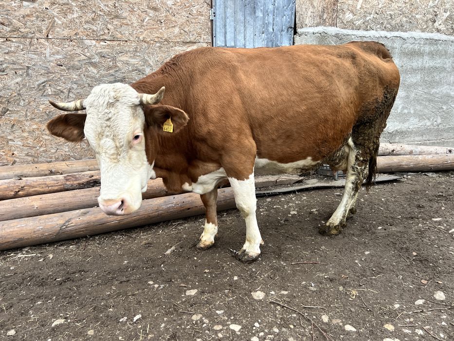 Vaca baltata germana  8 ani