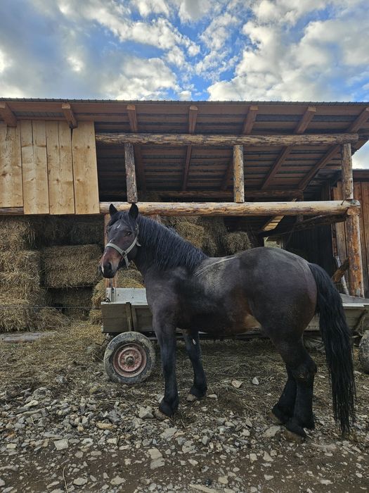 Vand manz de un an si 10 luni .