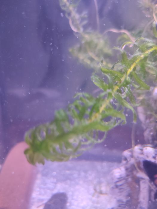 Растения для аквариума