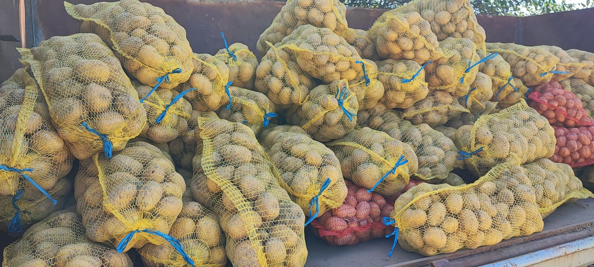 Картофи-сорт Сорая