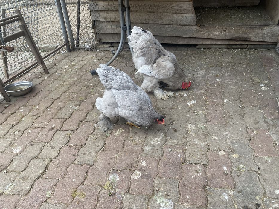 Vand fam.brahma albastru si brahma negru