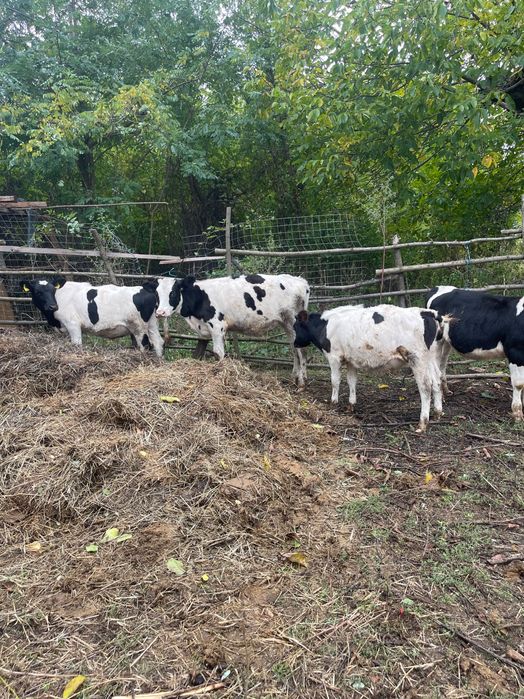 Aduc viței mari pe comandă