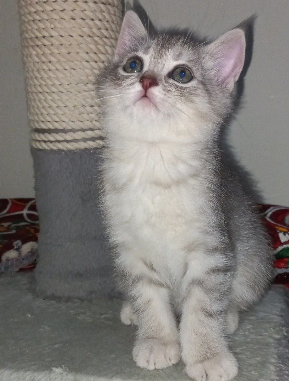 Scottish fold, Scottish strayd {okras mramor}