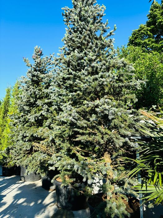Plante ornamentale-tuia, artar, spirale, pompon