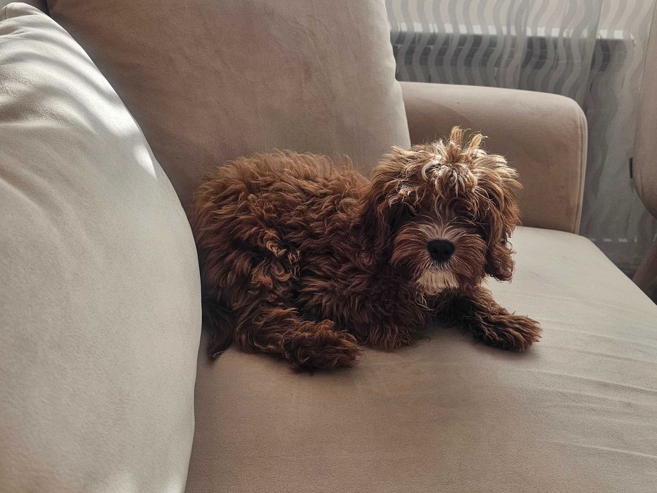 Мъжко кученце Кавапу от София