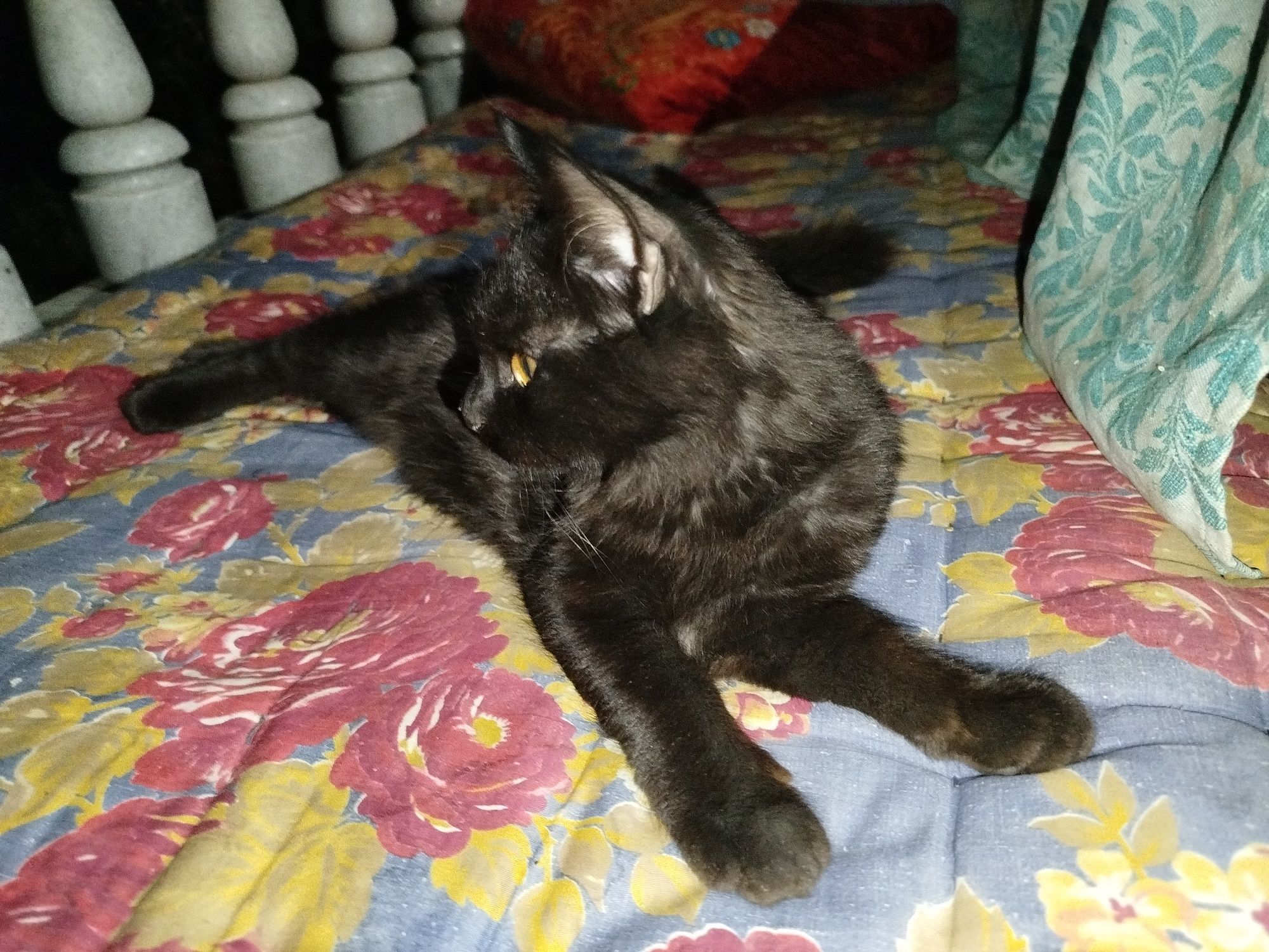 Котёнок / Uy mushukcha