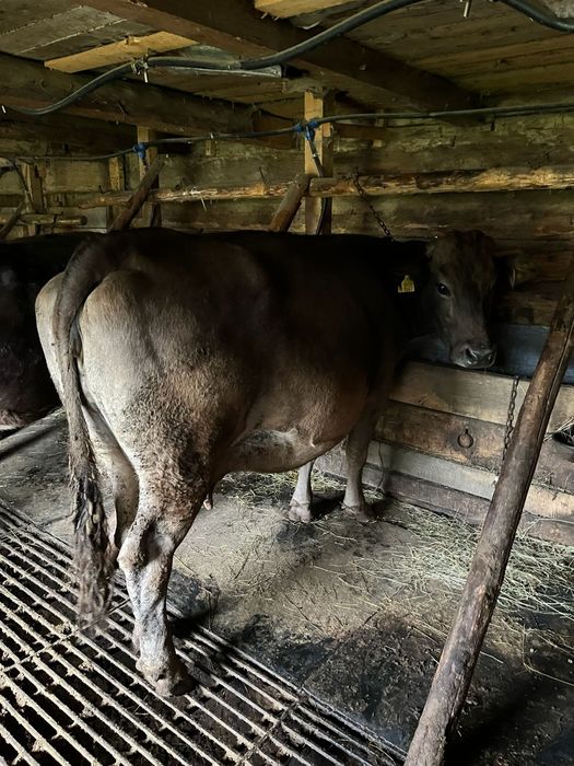 Vind vaca bruna blînă