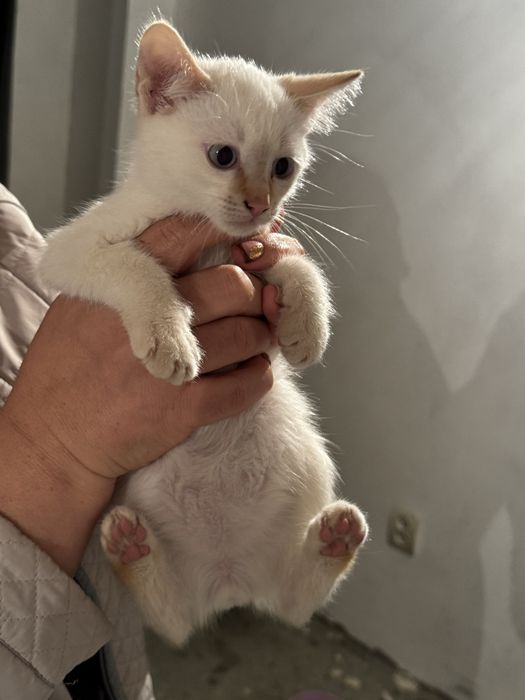 Donez pui de pisică – 3–4 luni