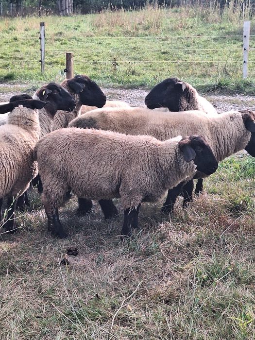 Vamd doi berbecuți Suffolk irlandez