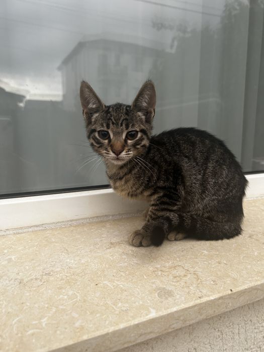 Adoptie pisoi 4 luni