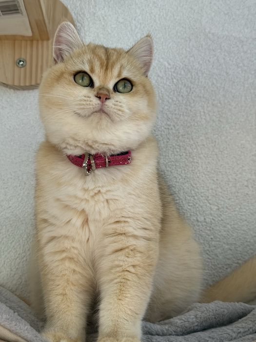 British shorthair