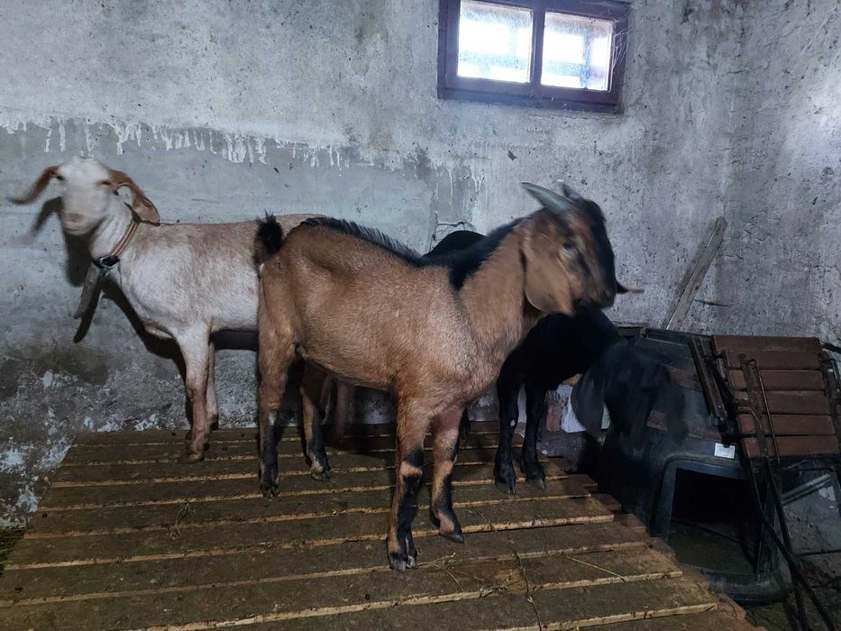 Vând țap Anglo Nubian