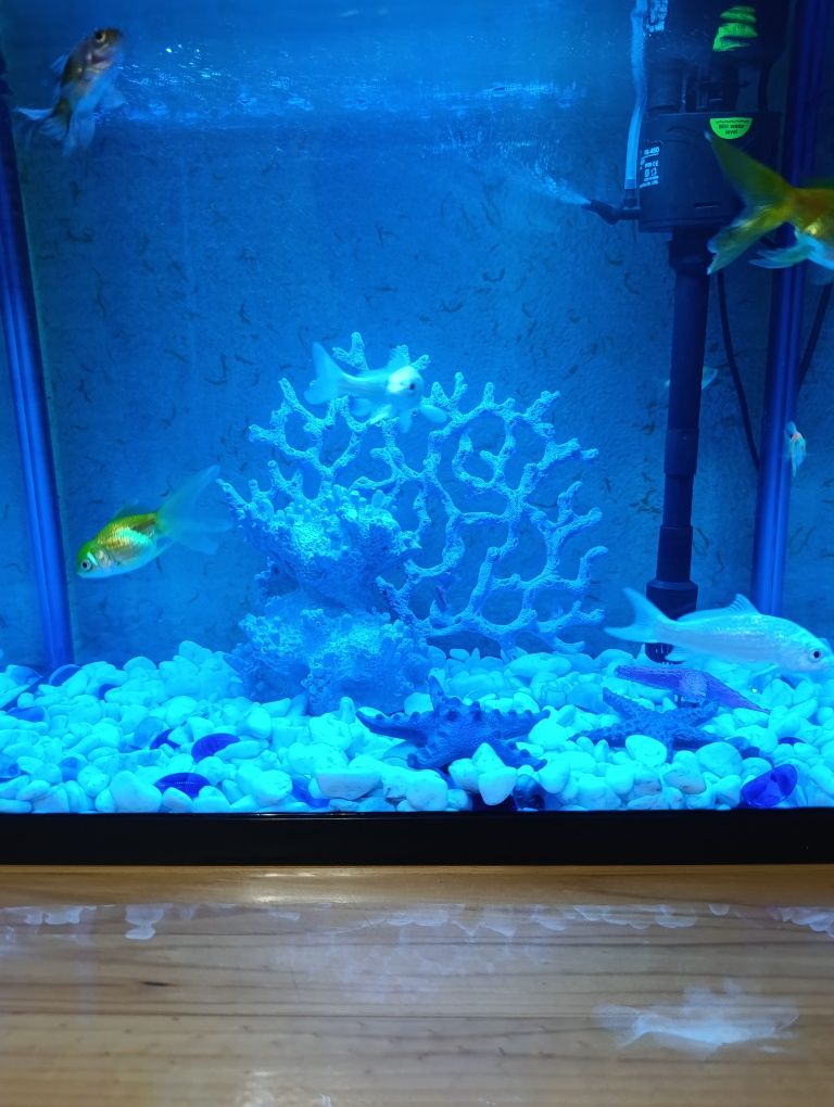 Akvarium sotiladi baliqlari bilan