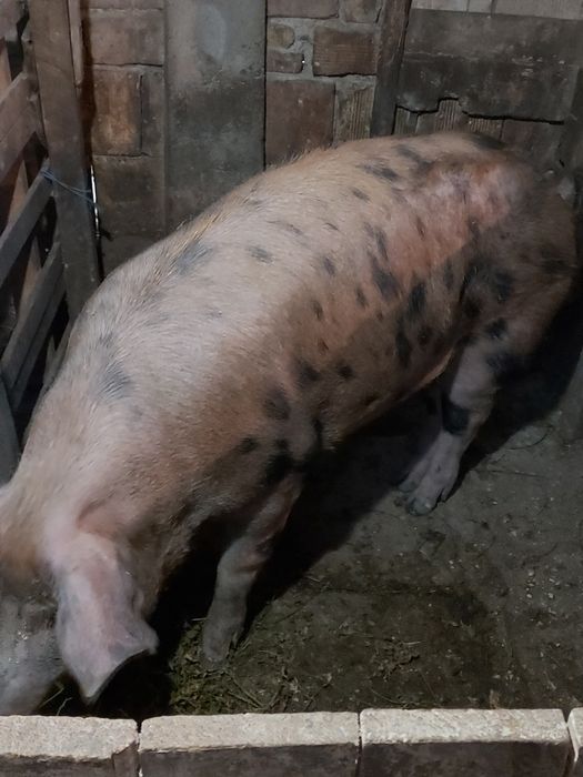 Продавам мъжко прасе скопено