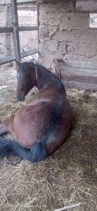 На откорме сто дней.