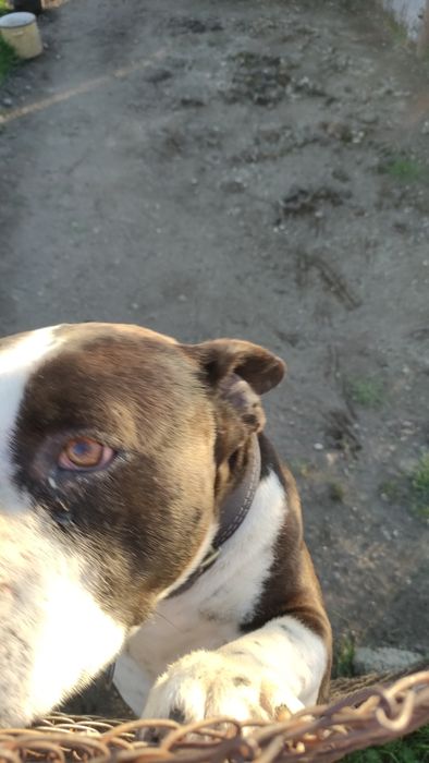 Vând câine Amstaff