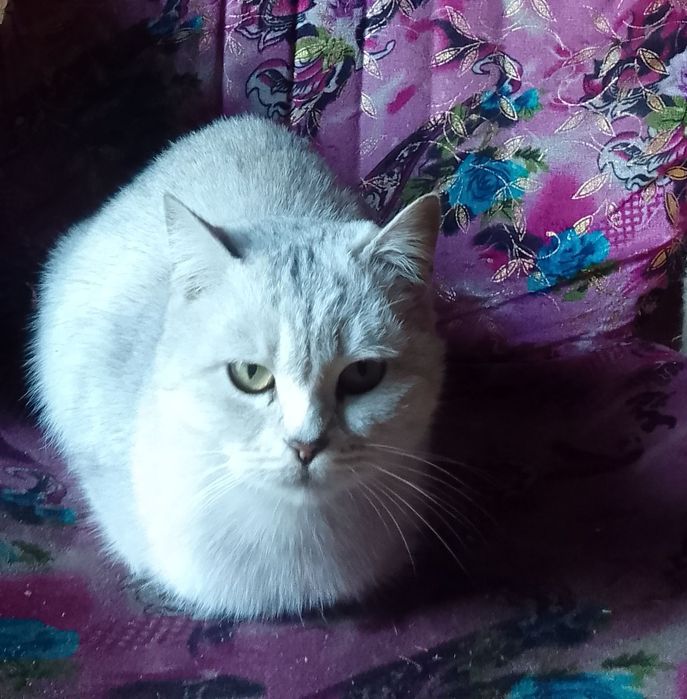 Кошечка ищет дом