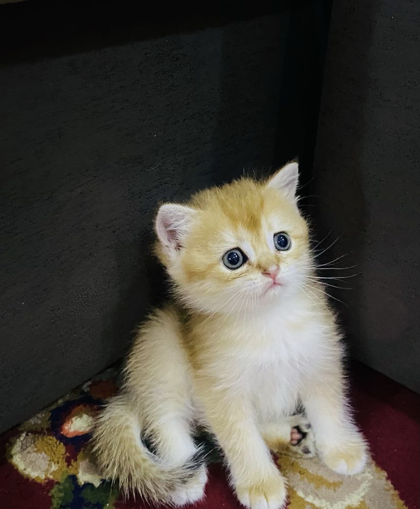 Чыстокровные котята шиншилла