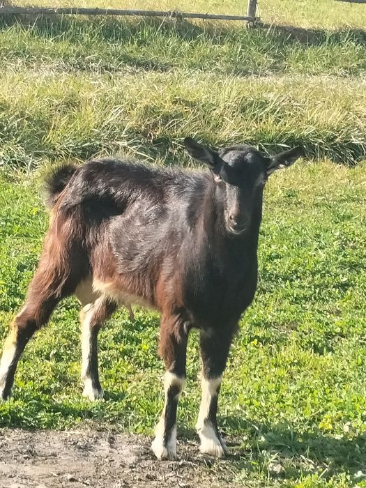 căprițe de vânzare