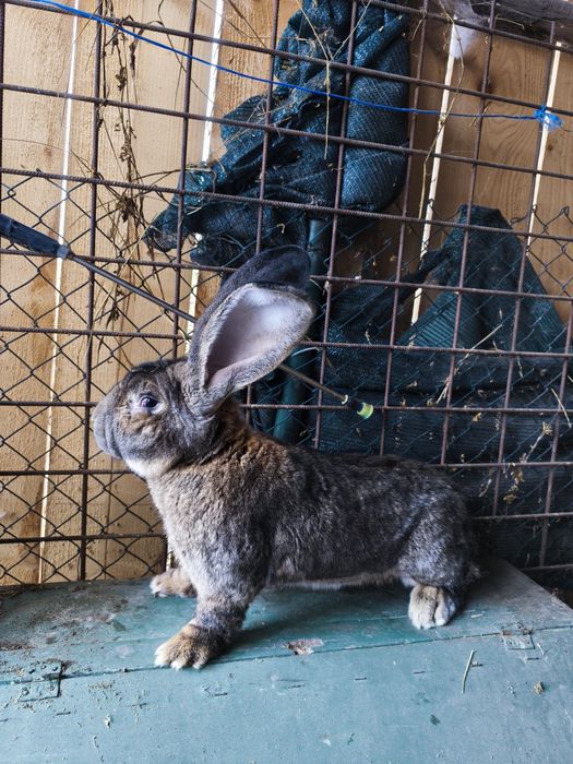 Uriaș german gri mascul