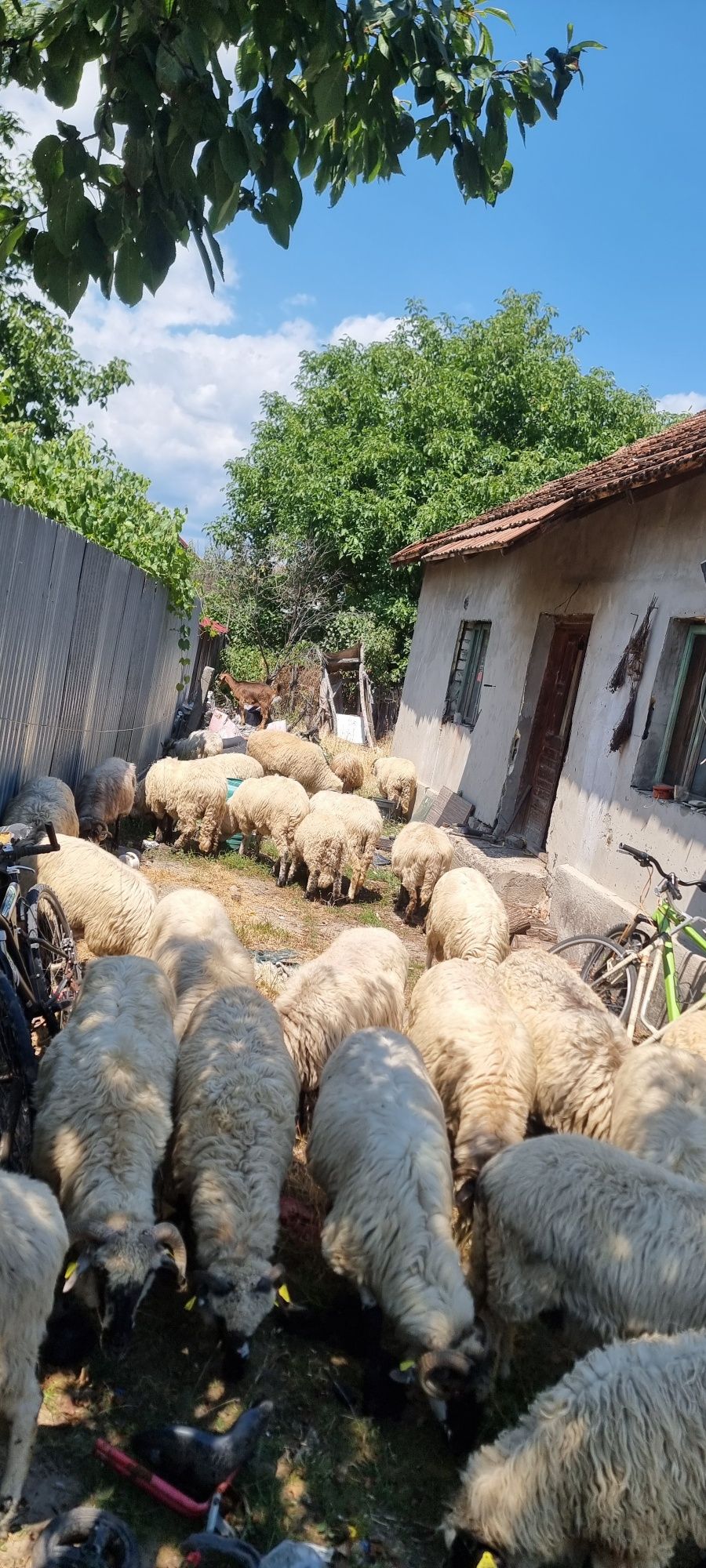 De vânzare oi breze și bucalai