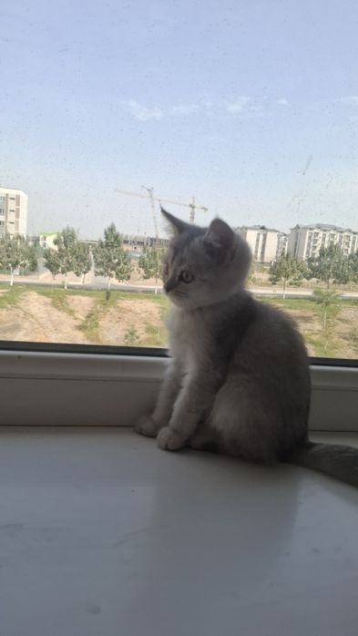 Serebristiy shinshila sotiladi