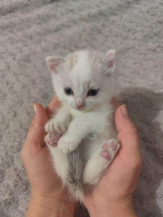 Отдам прекрасную кошечку
