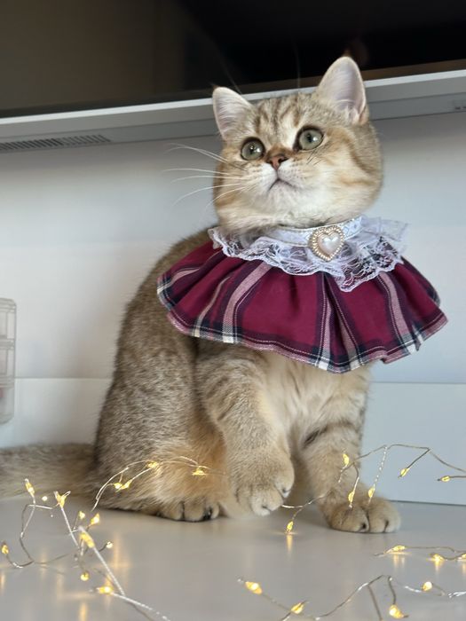 Fetita british shorthair golden superba  !! Certificat PEDIGREE !!