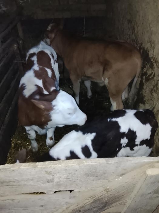 De vânzare viței de diferite marimi