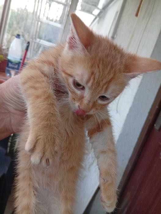 Pisicut pentru adoptie