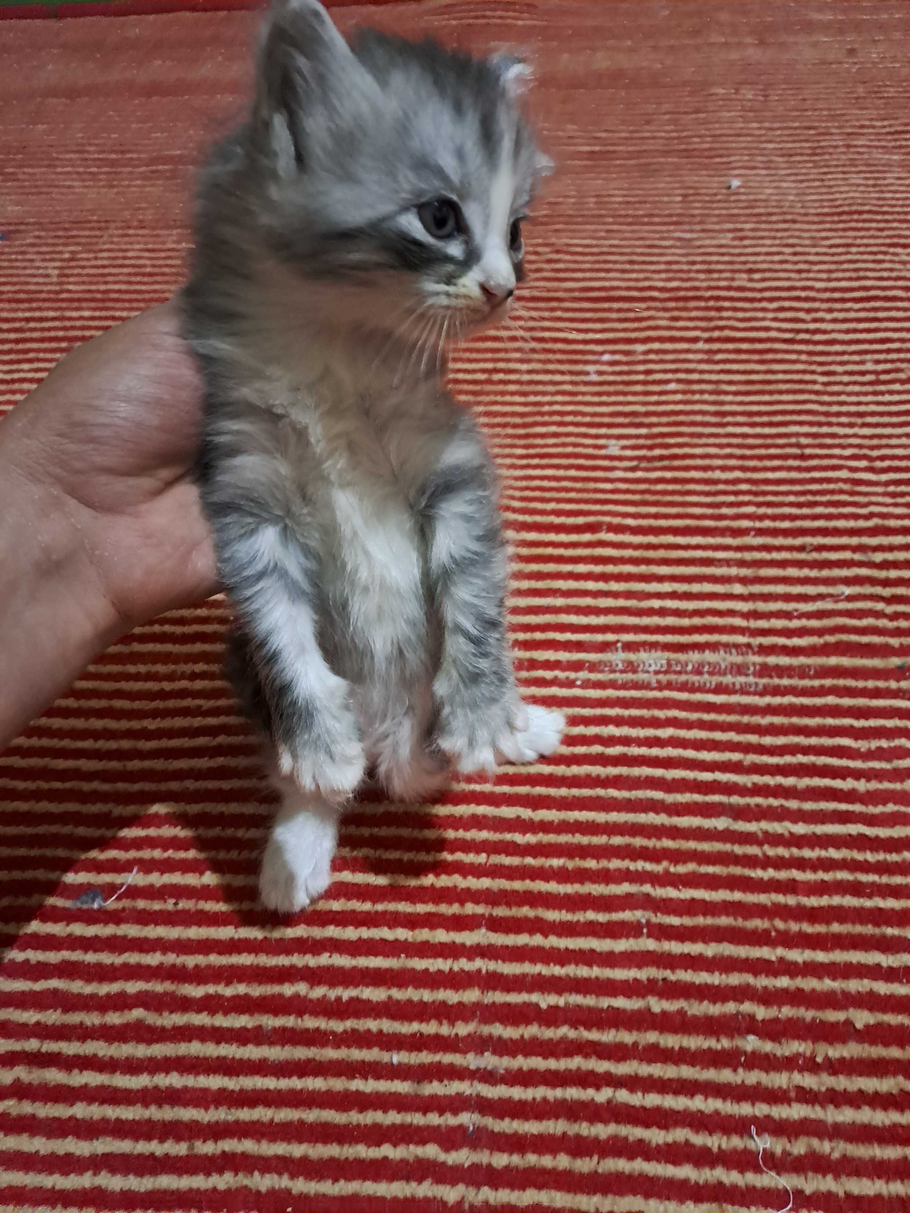 котята в Ургенче
