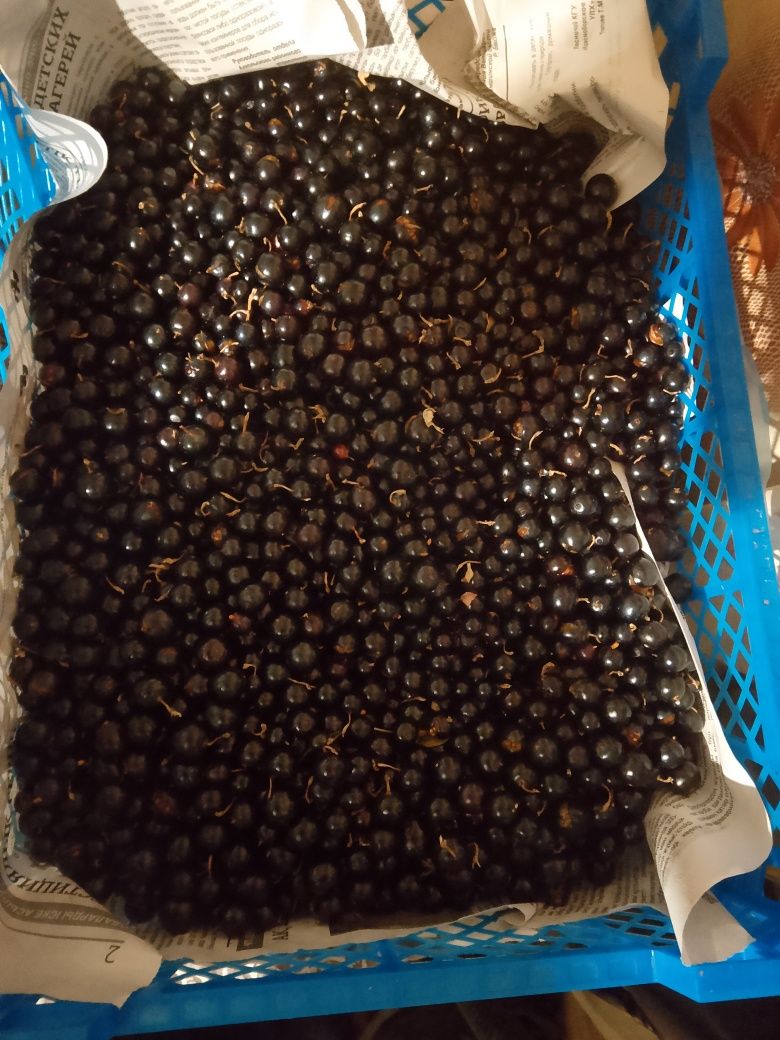 Продам вишню и смородину
